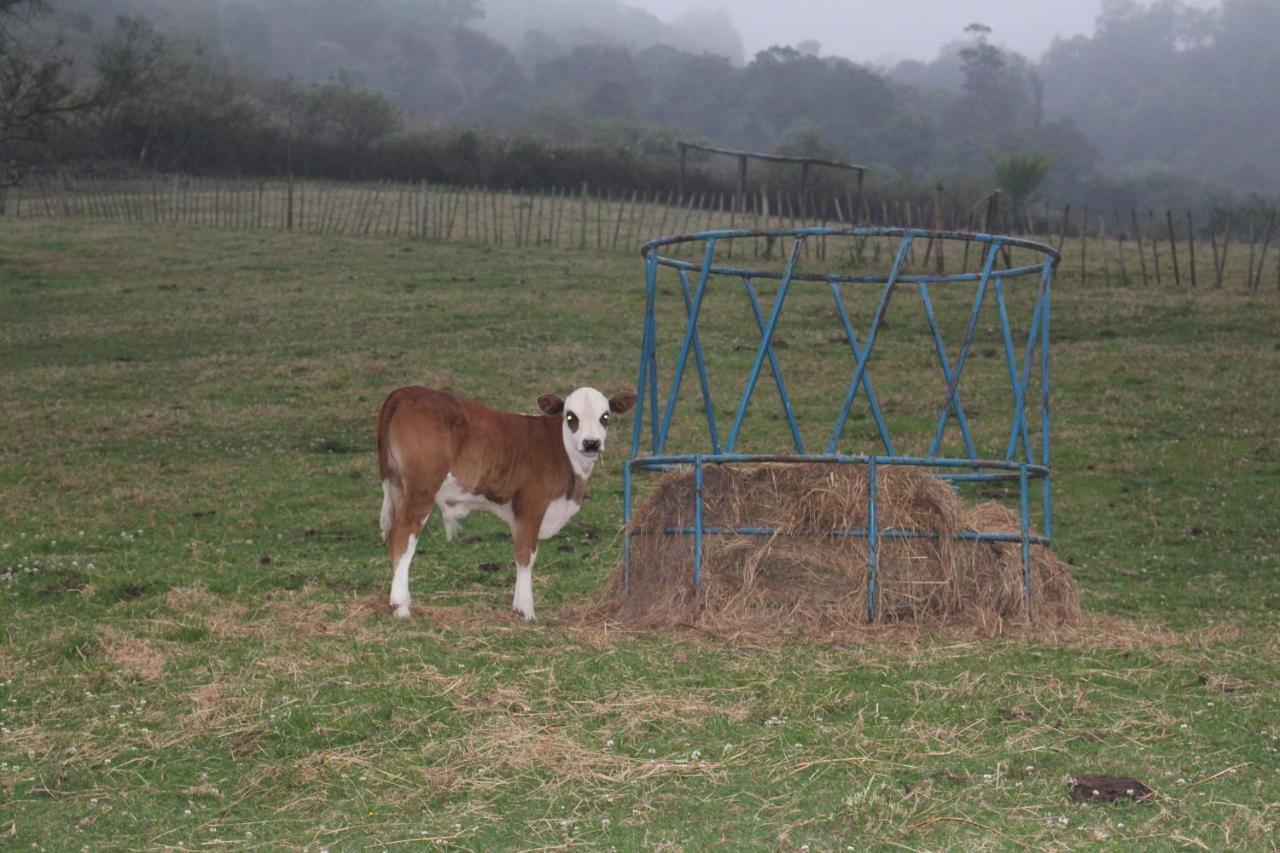 Newstead Farm - Country Cottages Curryʼs Post 외부 사진