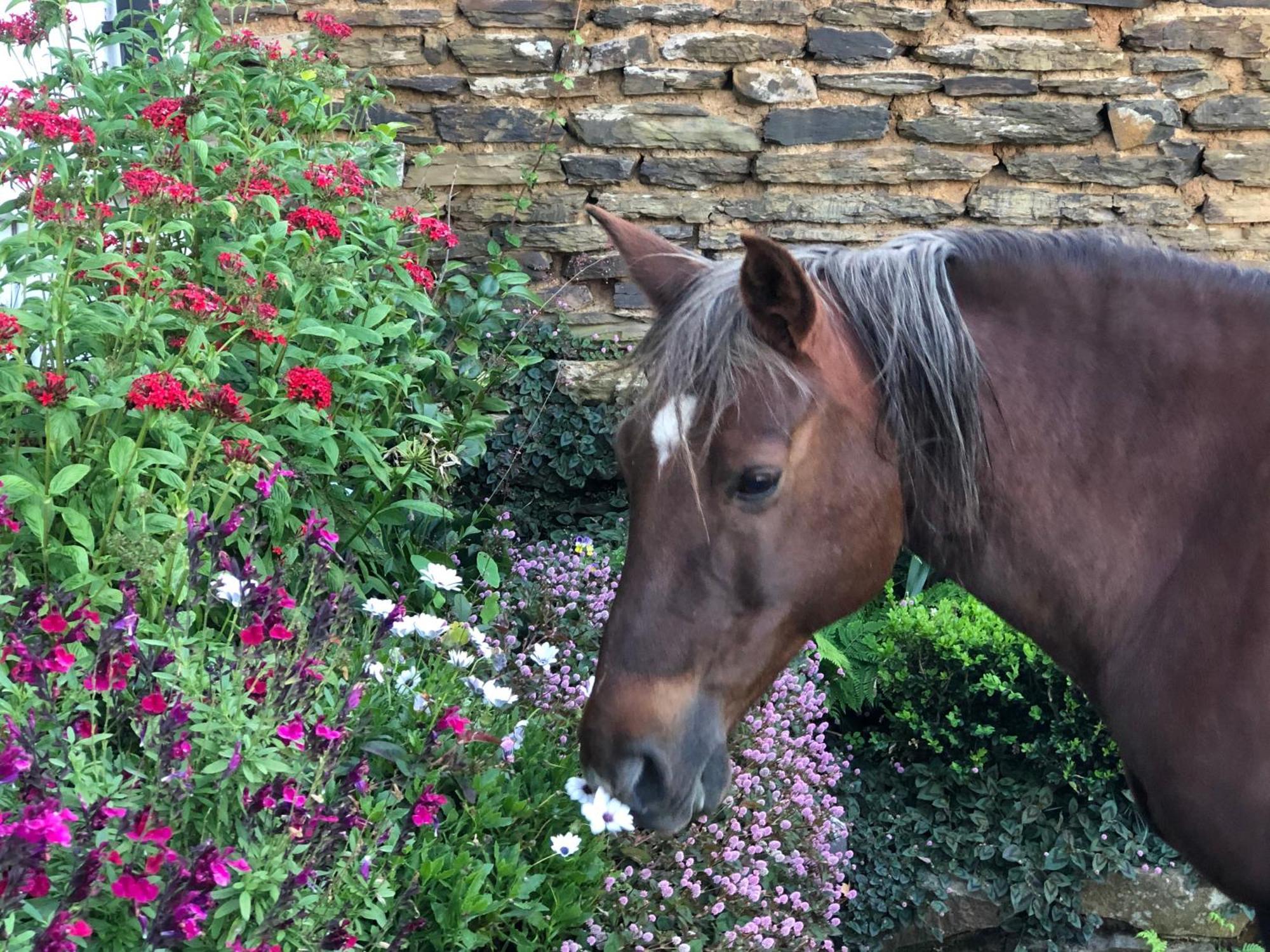 Newstead Farm - Country Cottages Curryʼs Post 외부 사진