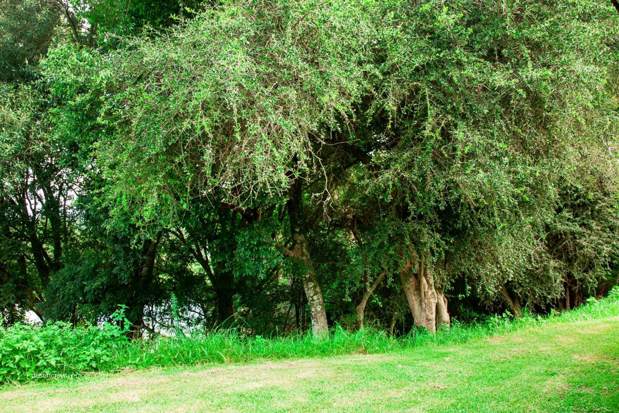 Newstead Farm - Country Cottages Curryʼs Post 외부 사진